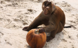 975x660_monkey_and_coconut 975x660_monkey_and_coconut