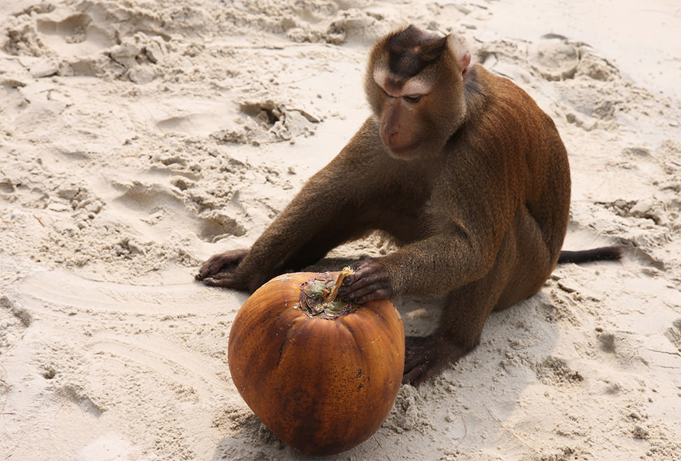 975x660_monkey_and_coconut 975x660_monkey_and_coconut
